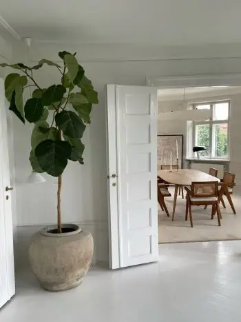 Ficus Roy Velvet i kinesisk krukke i lys lejlighed