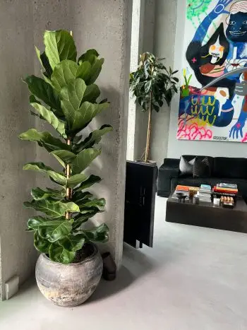 Violinfigen i kinesisk keramik