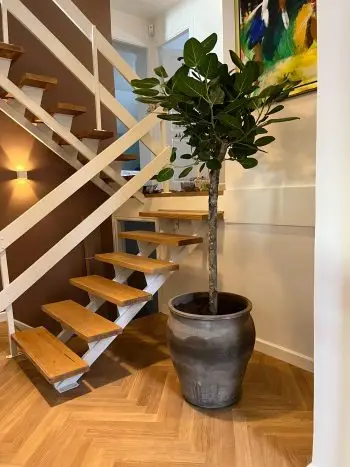 ficus audrey