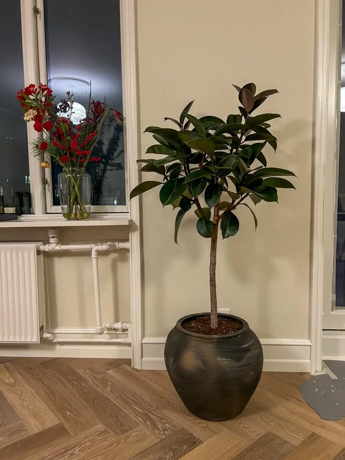 opstammet gummitræ i 120-140 cm med kinesisk keramik