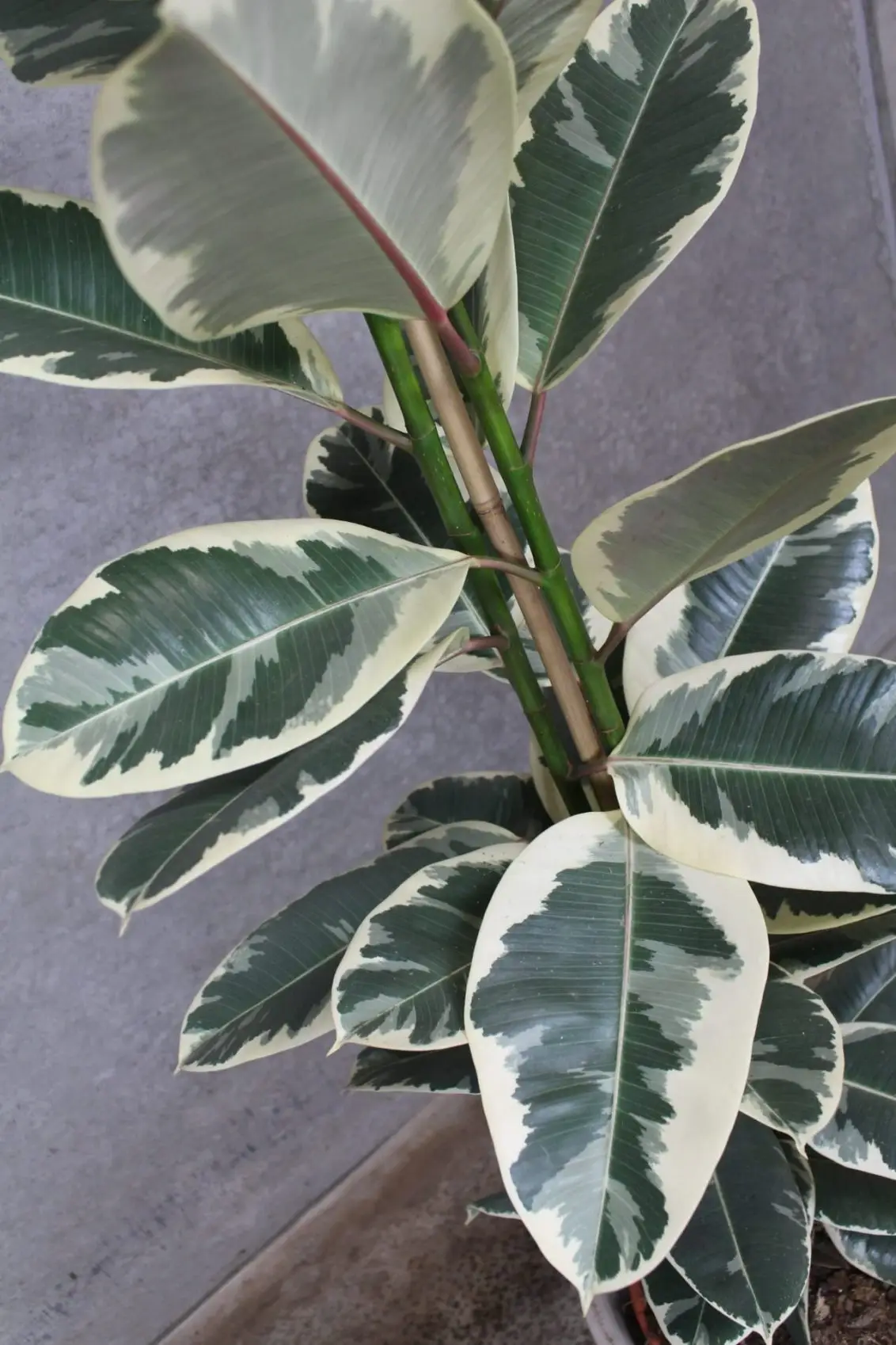 ficus elastica tineke