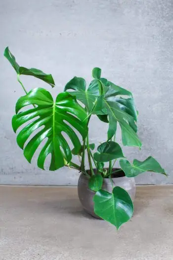 monstera deliciosa