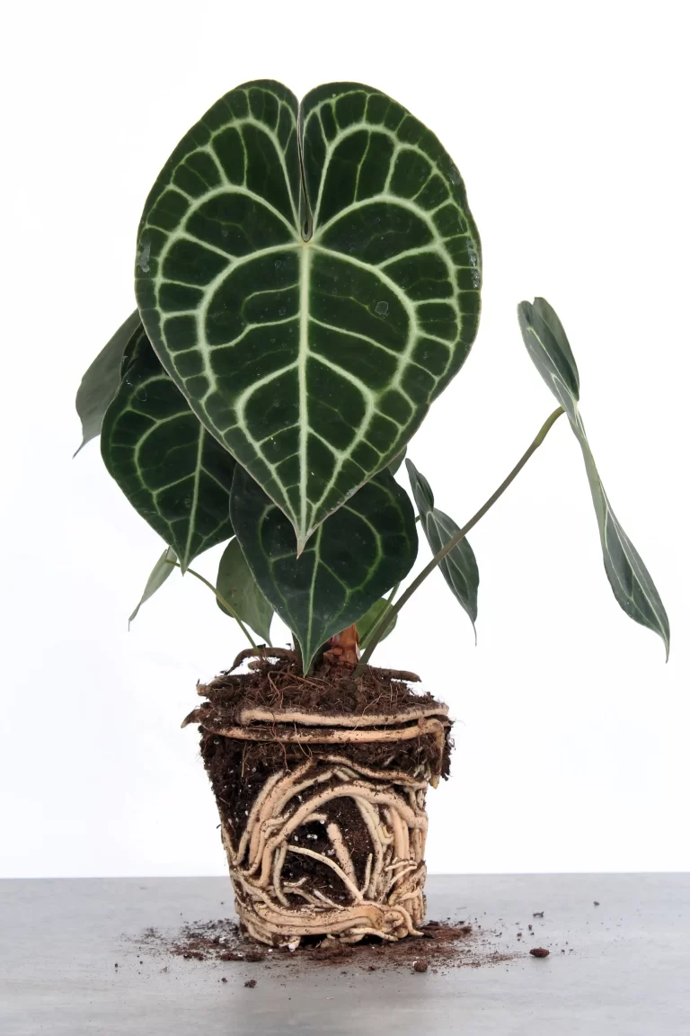 anthurium clarinervium