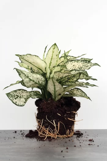 Aglaonema 'white kiwi'