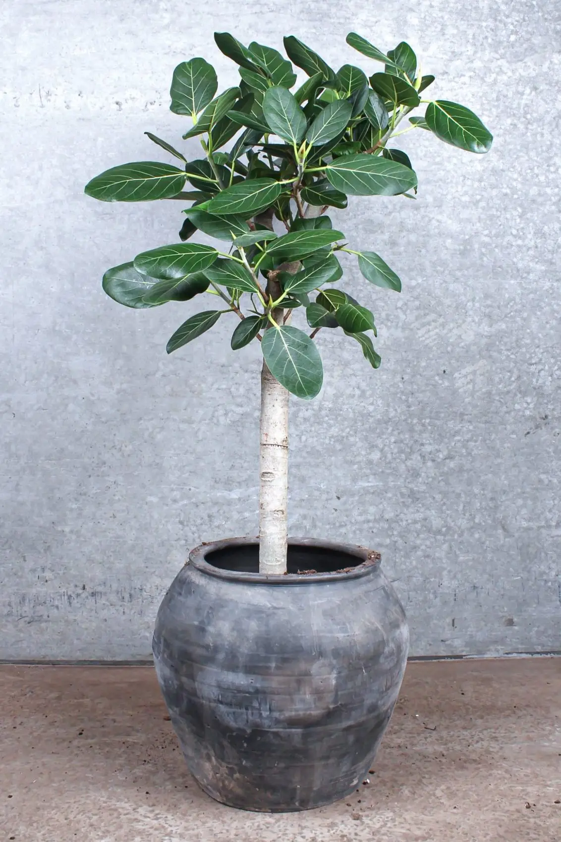opstammet ficus audrey