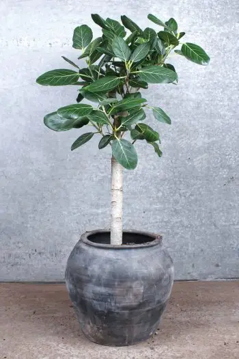 opstammet ficus audrey