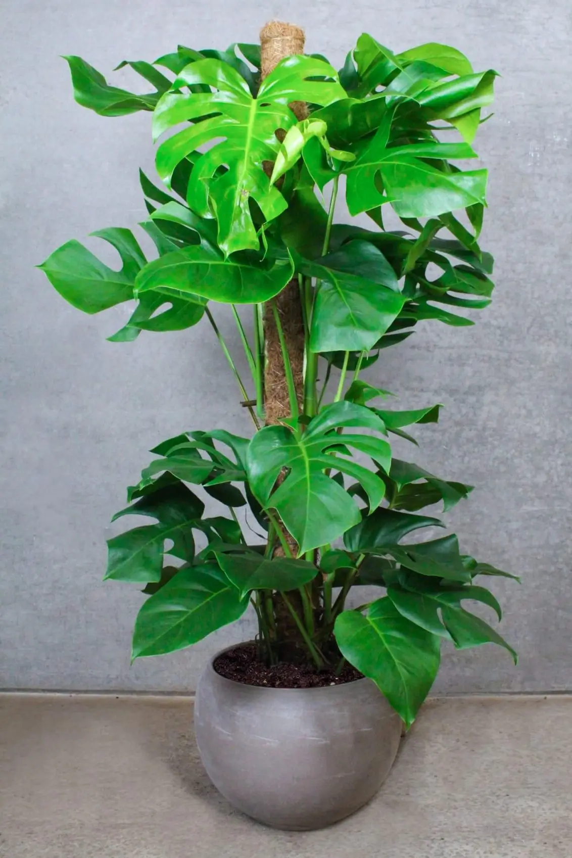 OPSTAMMET MONSTERA