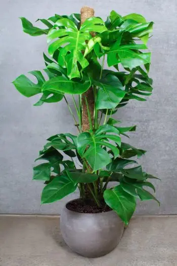 OPSTAMMET MONSTERA