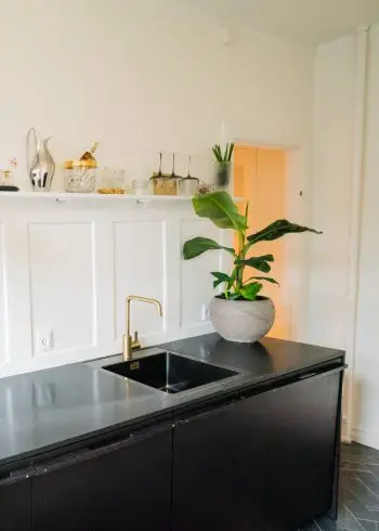 bananpalme i en grå krukke
