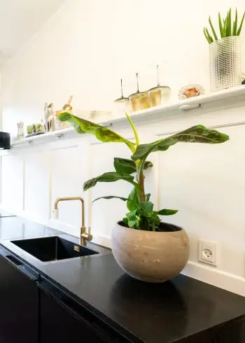 bananpalme i køkkenet