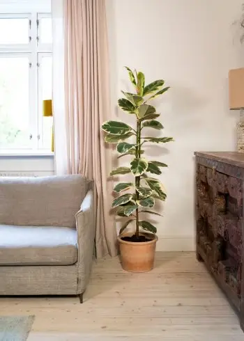 ficus elastica tineke