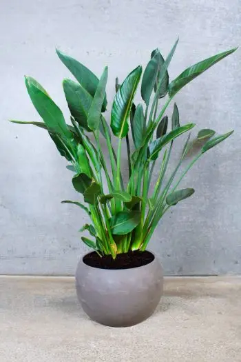 Strelitzia Reginae plante i en kobber krukke