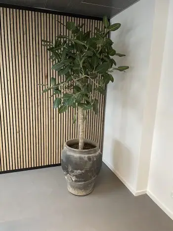 Opstammet ficus audrey i stor kinesisk keramik