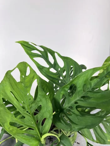 Monstera Andosinii