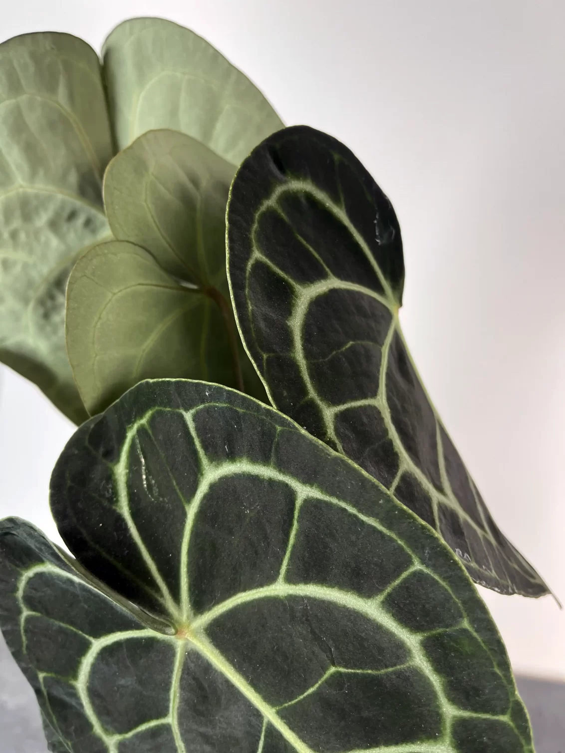 anthurium clarinervium