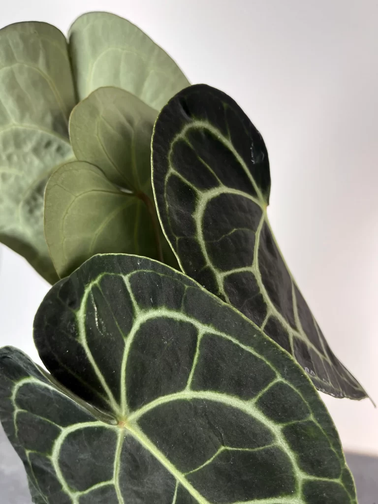 anthurium clarinervium