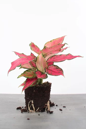 Aglaonema 'Pink Valentine'