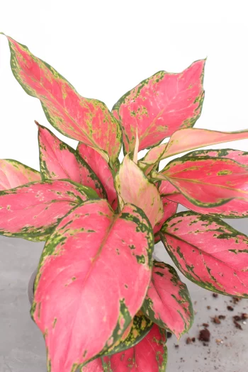 Aglaonema 'Pink Valentine'