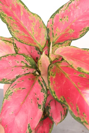 Aglaonema 'Pink Valentine'