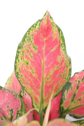Aglaonema 'Pink Valentine'