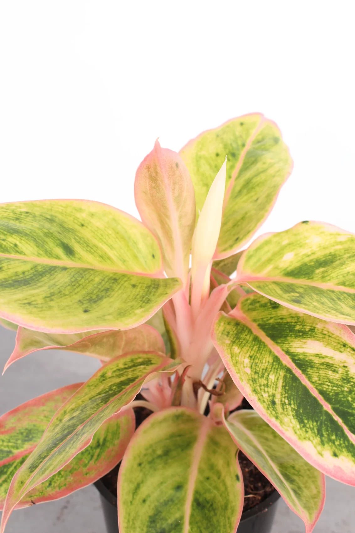 Aglaonema 'salmon fantasy'
