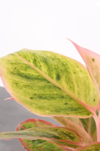 Aglaonema 'salmon fantasy'