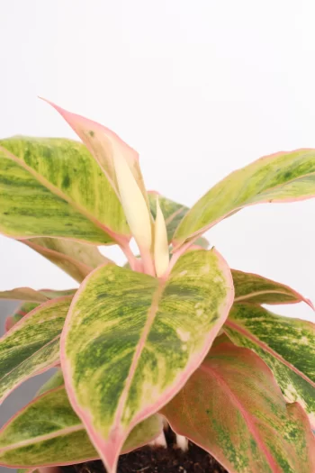 Aglaonema 'salmon fantasy'