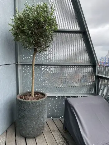 Oliventræ tynd stamme i krukke
