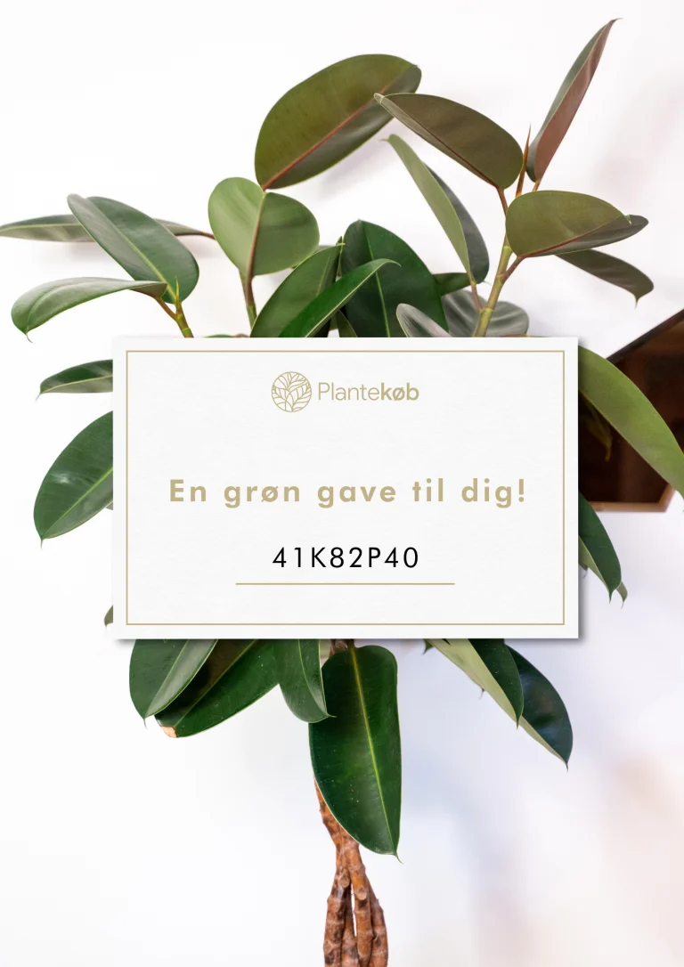 plantekøb gavekort