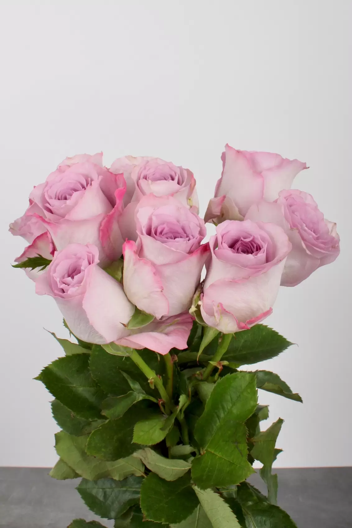 Pink roser