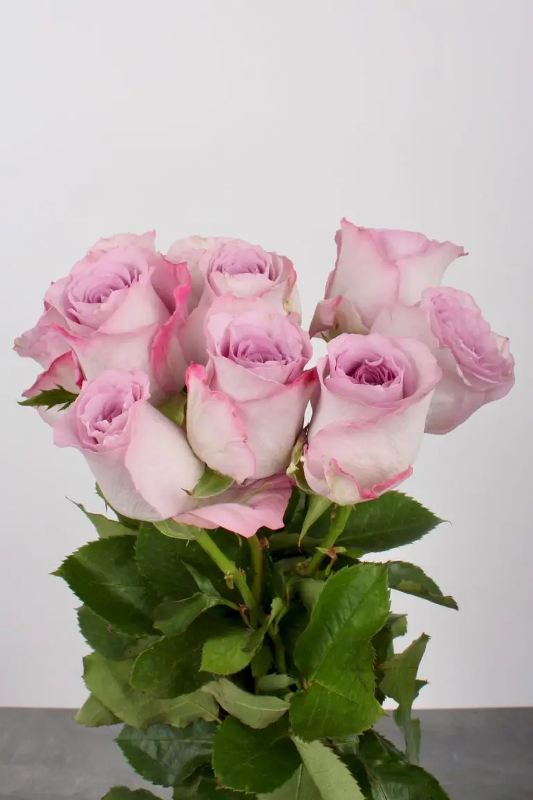 Pink roser