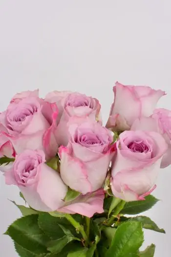 Pink roser