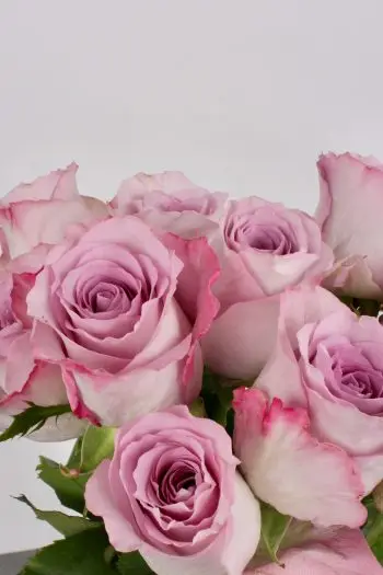 Pink roser