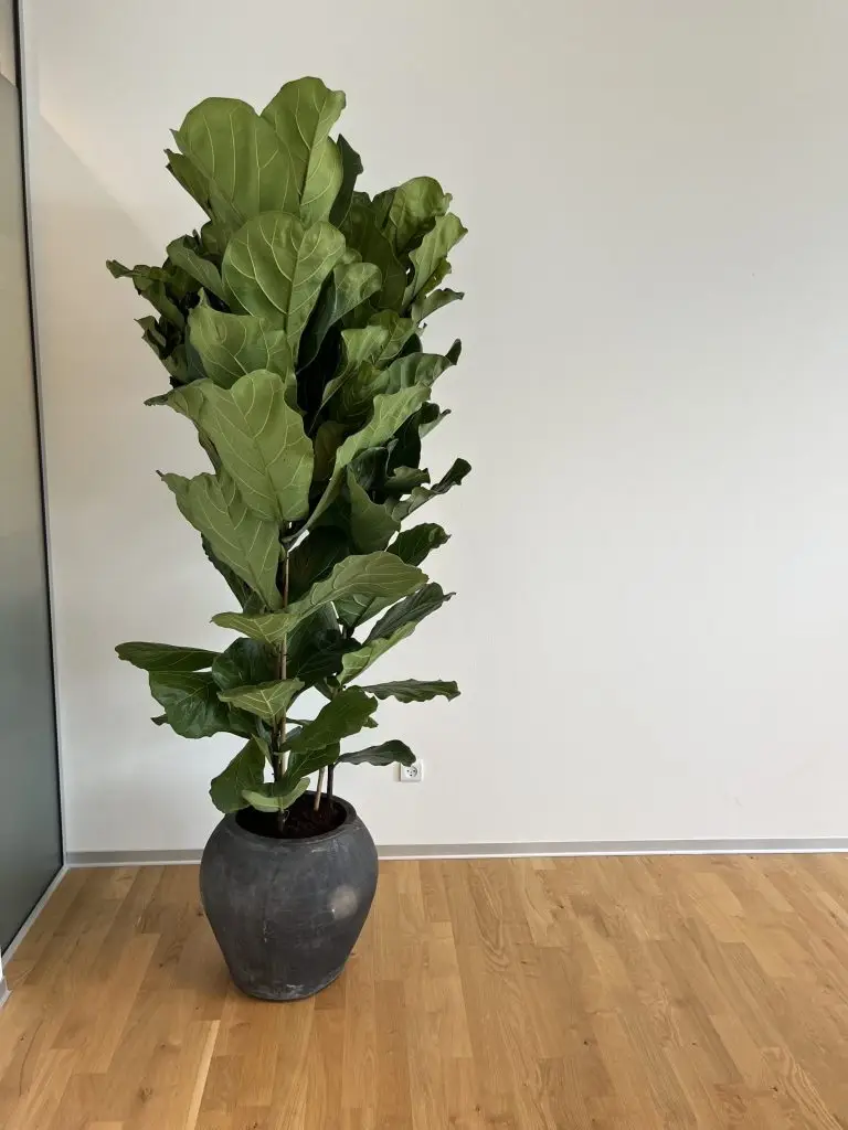 flerstammet violinfigen