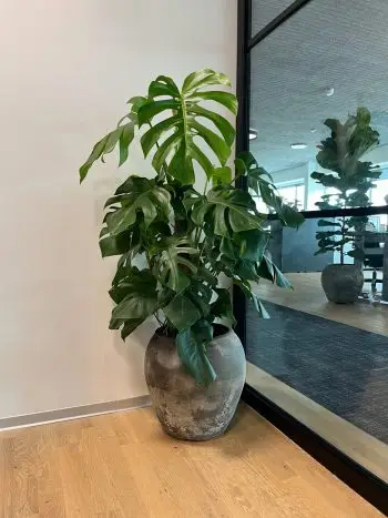Opstammet monstera mosstok