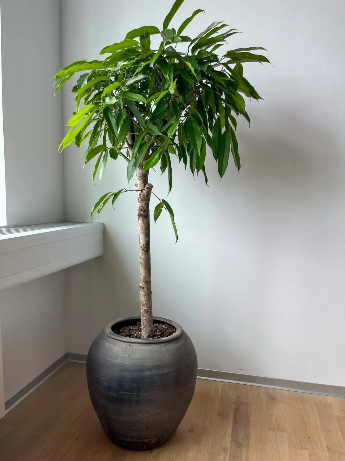 Ficus Amstel King
