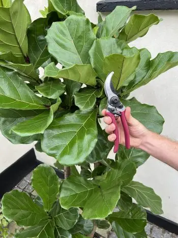Grensaks til stueplanter