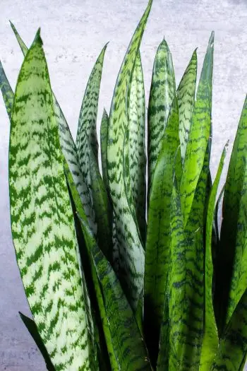 Sansevieria Zeylanica