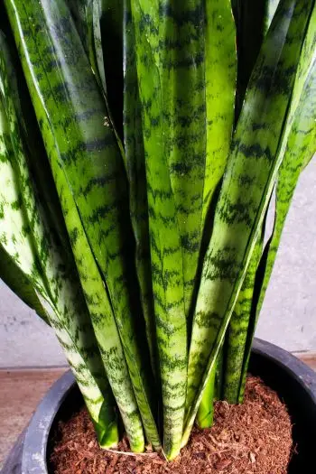 Sansevieria Zeylanica