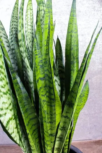 Sansevieria Zeylanica