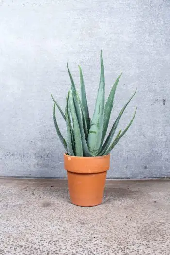 Aloe vera