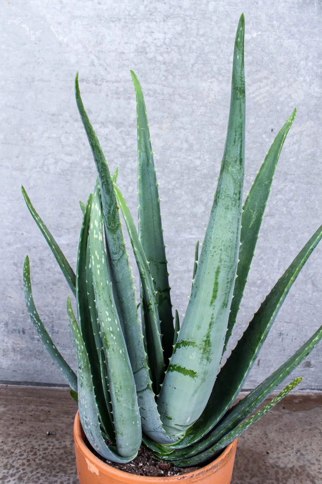 aloe vera