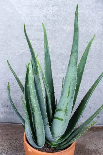 aloe vera