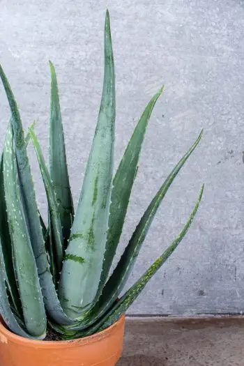 aloe vera