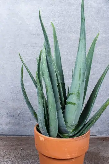 aloe vera